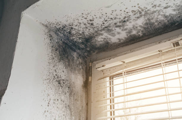 Affordable Mold Inspection And Testing solutions in Rocky Hill, NJ